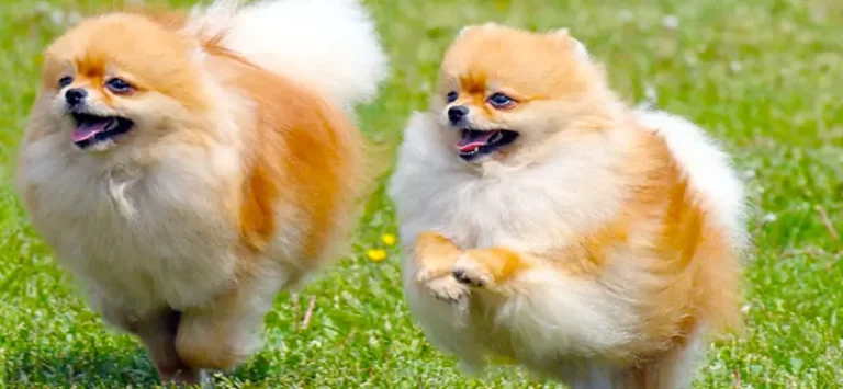 Two fluffy dogs