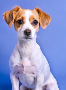 Cute picture of dog with a thin coat of fur