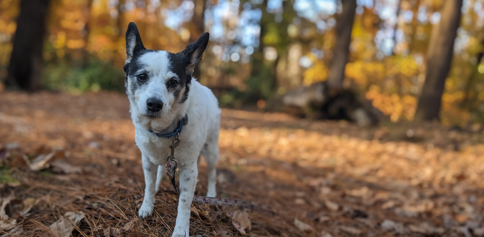 Dog who has benefitted from lase therapy treatment active in the woods