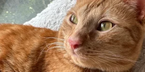 Medcovet Dog - Apollo