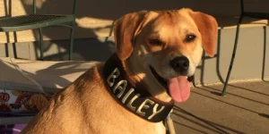 Medcovet Dog - Bailey