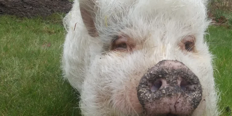Charlotte the pig