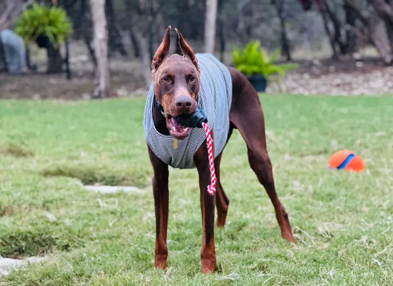 MedcoVet Dog - Dave