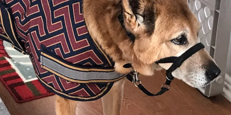 Dozer