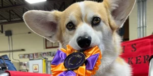 Medcovet Dog - Ghillie