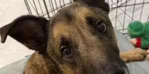 Medcovet Dog - Hai Lai