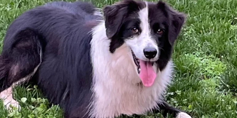Izzy