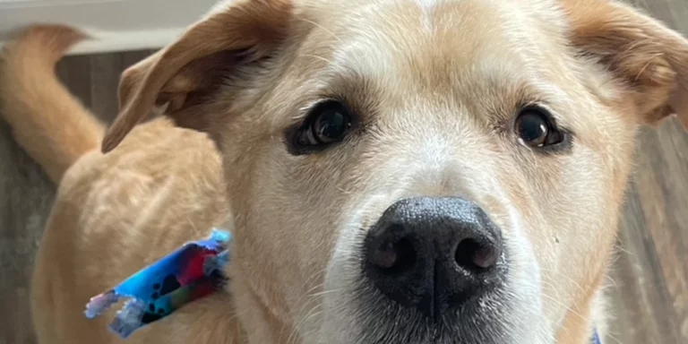 MedcoVet Dog - Lucy