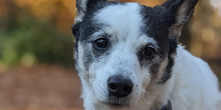Lulu