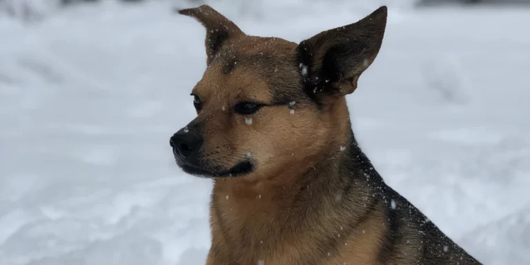 Mason