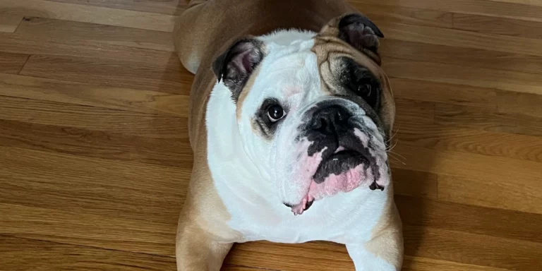 MedcoVet Dog - Otis