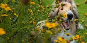 Medcovet Dog - Spock