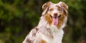 Medcovet Dog - Sprite