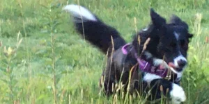 Medcovet Dog - Sunshine