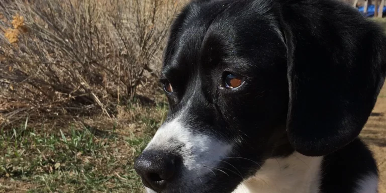 Tucker