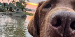 Medcovet Dog - Walter