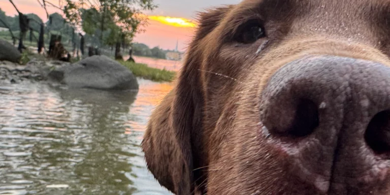 Medcovet Dog - Walter