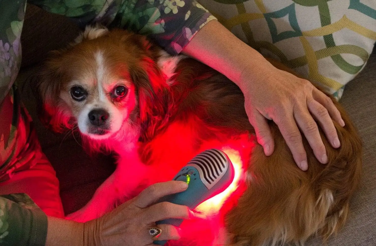 Dog treated with Luma