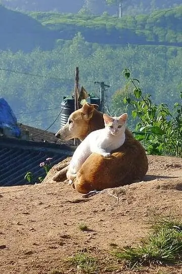 dog with cat