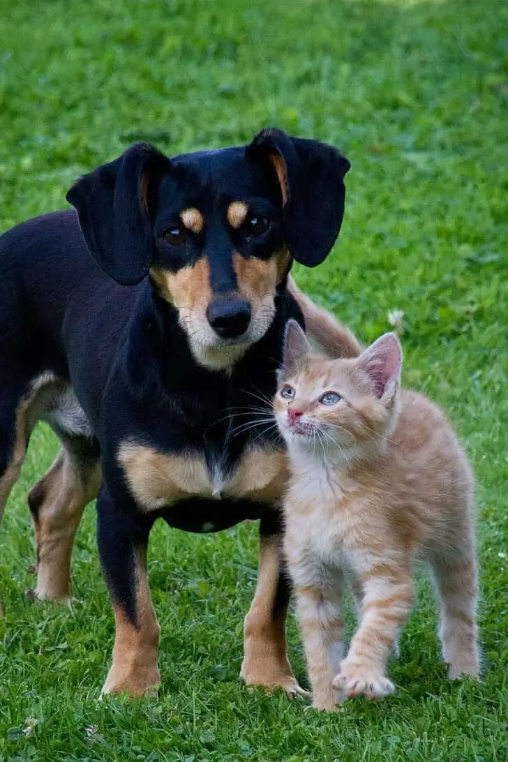 dog with cat 2