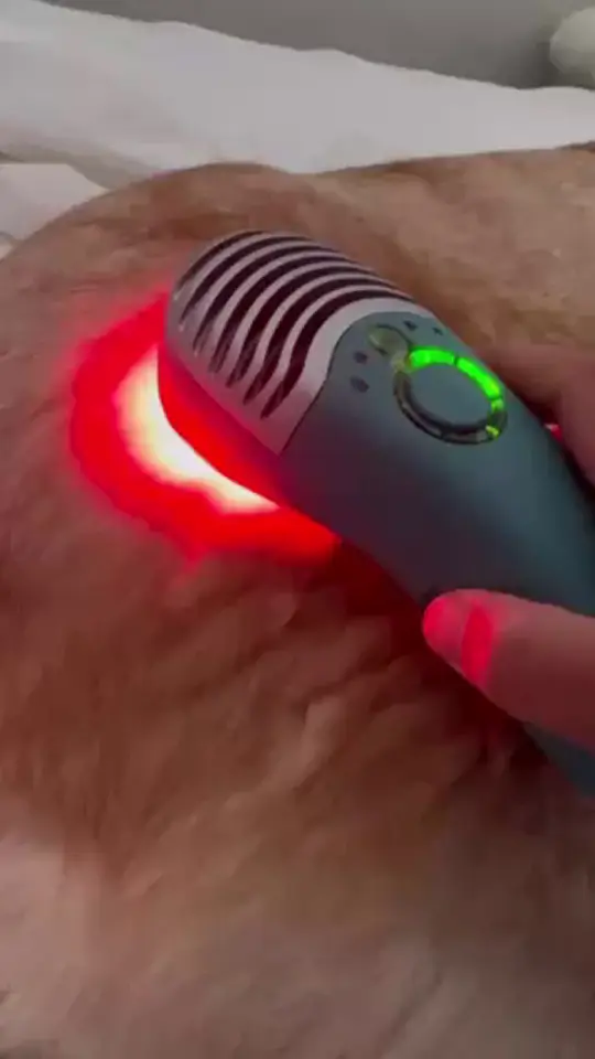 MedcoVet Dogs Angelina, Bella and Finn