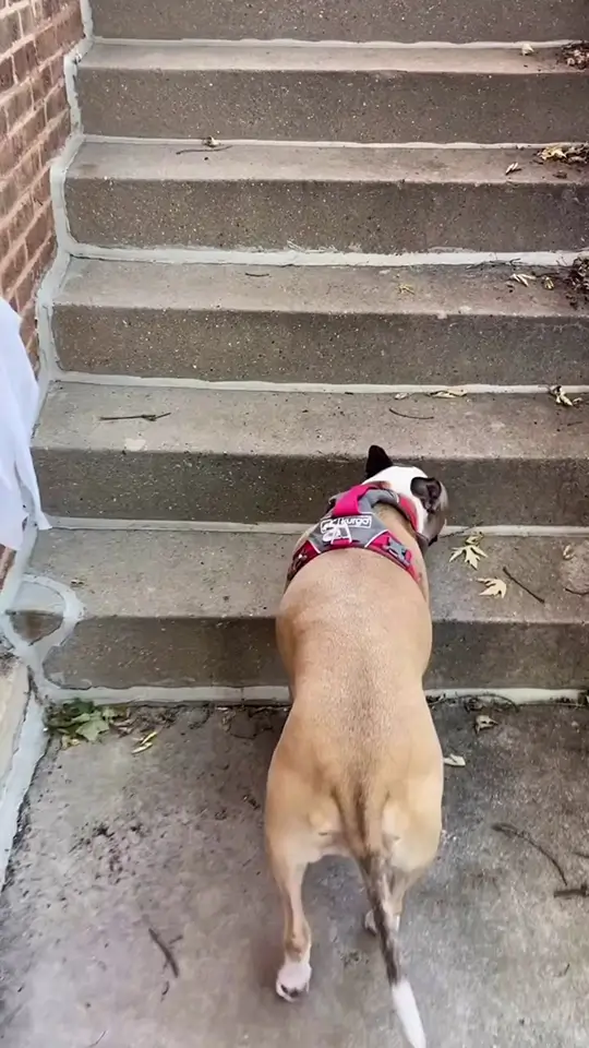 MedcoVet Dog - Anne and Lucy