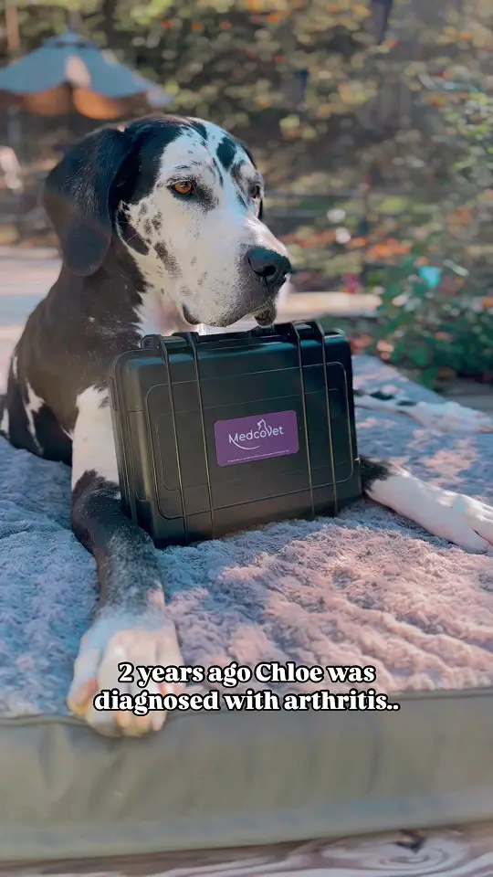 MedcoVet Dog - Cassandra and Chloe