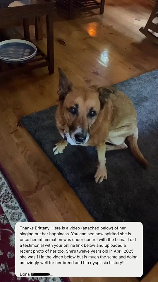 MedcoVet dog - Donna and Antigone