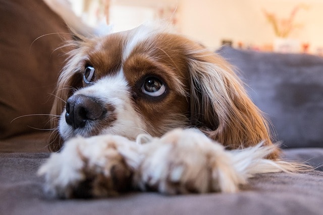 dog, puppy, pet, nature, cavalier king charles spaniel, animal, cute, adorable, spaniel, canine, doggy, sofa, looking up