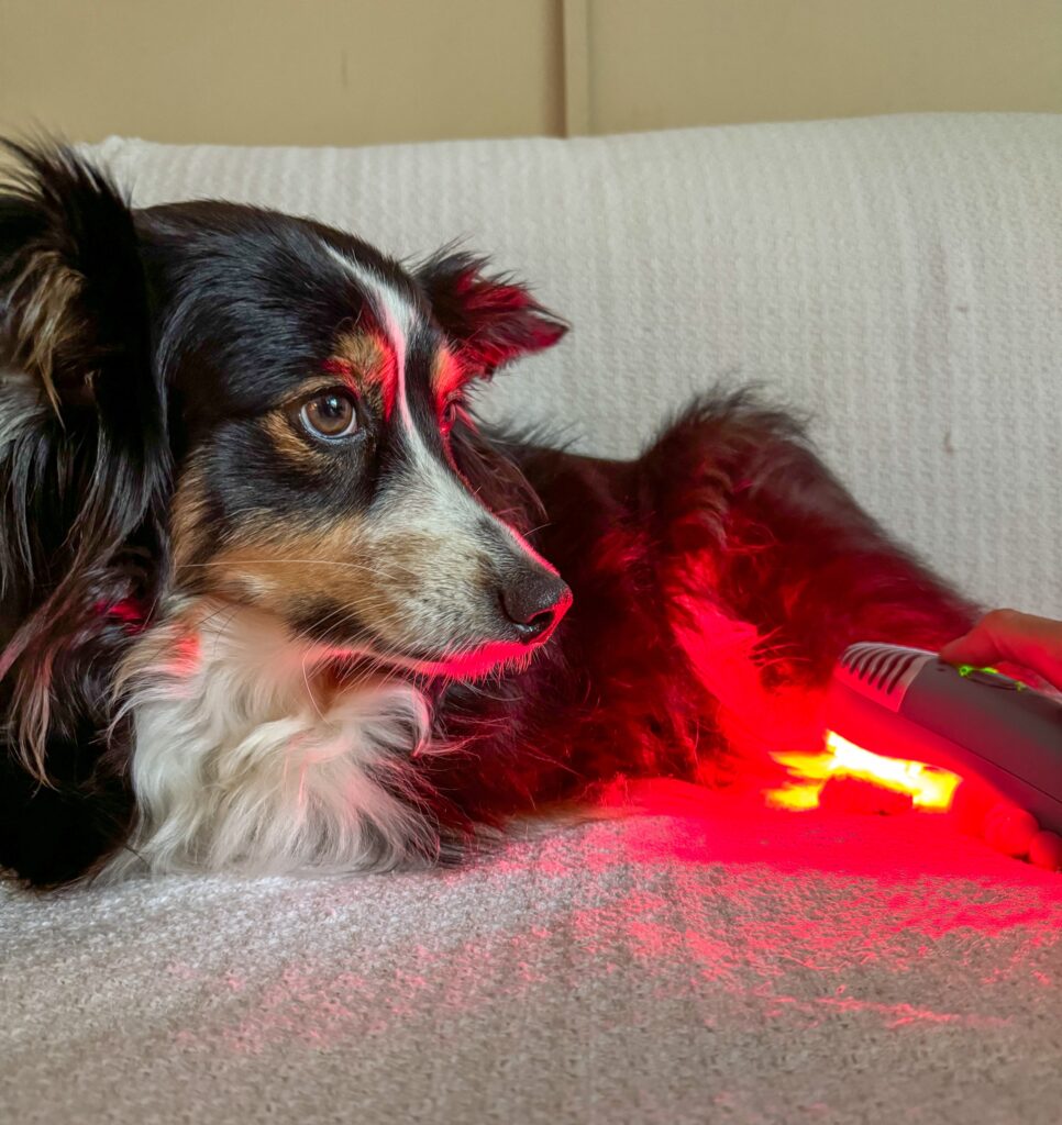 An illustration showing cold laser therapy for dogs in action.