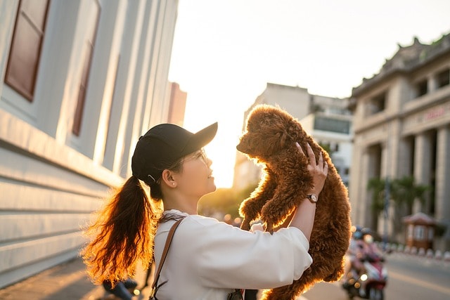 woman, dog, pet, nature, sunset, animal, street, city, road, friends, girl, portrait