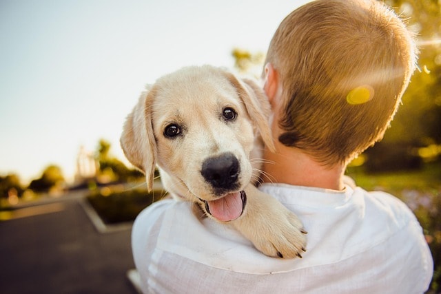 dog, adorable, animal, cute, happiness, happy, man, nature, pet, portrait, puppy, purebred, retriever