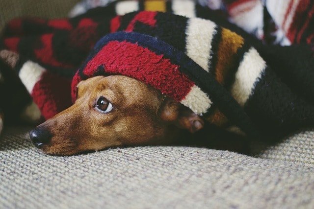 dog, puppy, animal, sleep, sleeping, laying down, pet, cozy, cute, adorable, weiner dog, dachshund