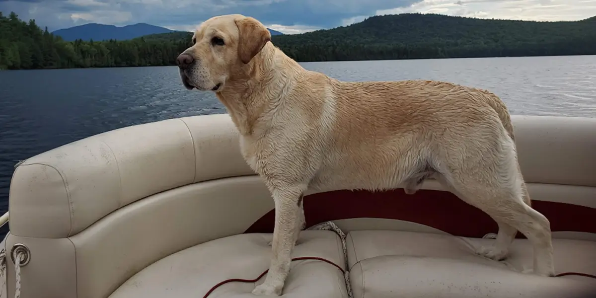 dog with hotspots for inflammation