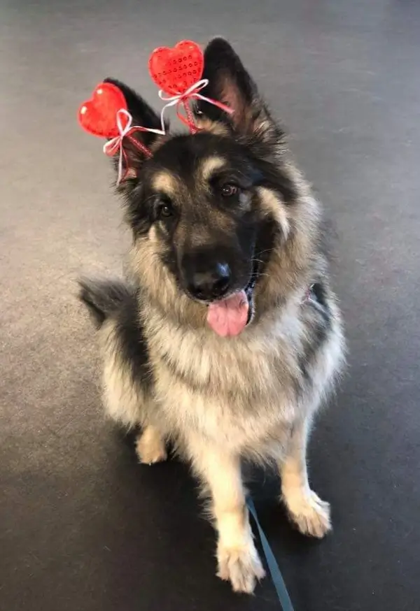 MedcoVet Dog - Max