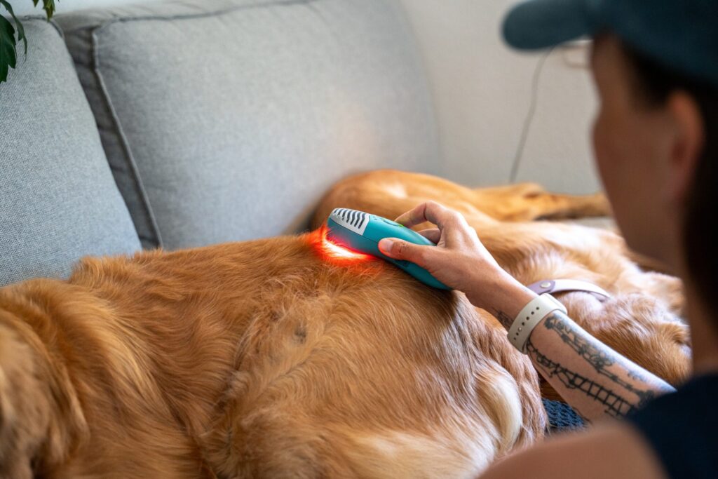 woman treating a golden retriever with the MedcoVet Luma