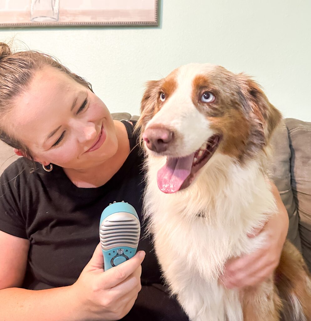 A dog undergoing red light therapy for back leg shaking.