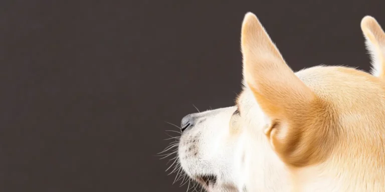 Picture of dog scratching ear