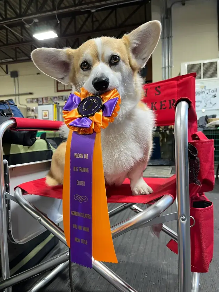 MedcoVet Dog - Ghillie with Medal