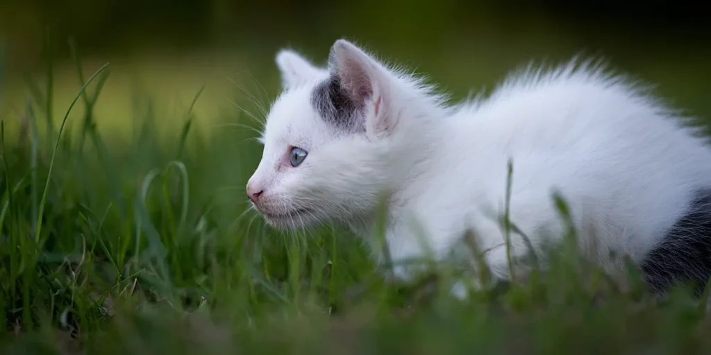 close up of white kitten in field