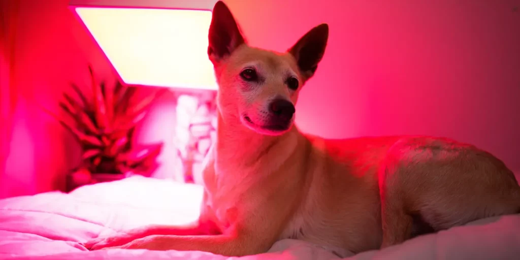 Natural Pain Relief for Dogs at Home MedcoVet