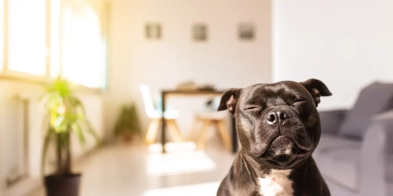 Dog at home, pain relief