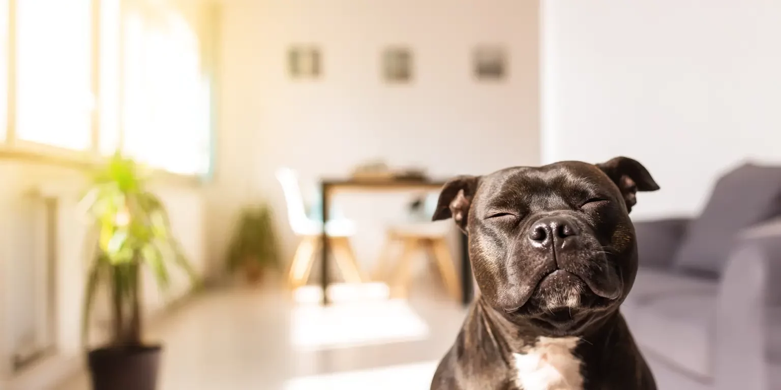 Natural Pain Relief for Dogs at Home MedcoVet