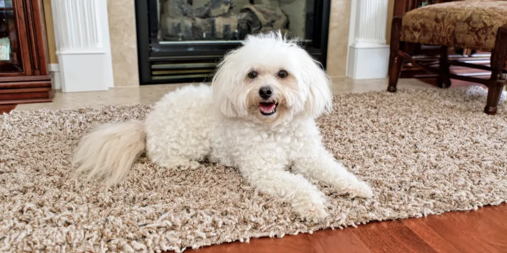 Step-by-step methods for natural pain relief for dogs at home