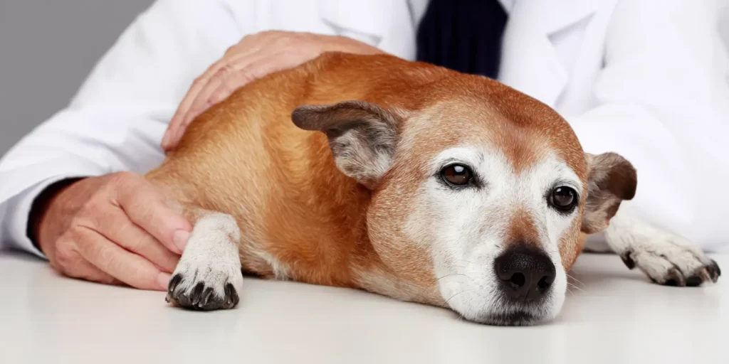Dog on table with doctor