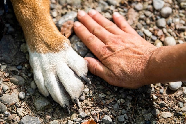 paw, dog, animal, hand, pet, friends, why do dogs lick their paws