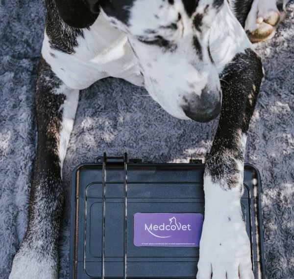 Dog with paw on MedcoVet Case