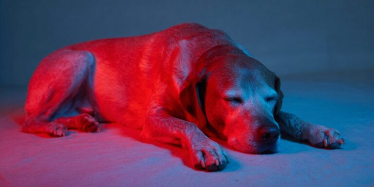 Dog lying the floor with red light