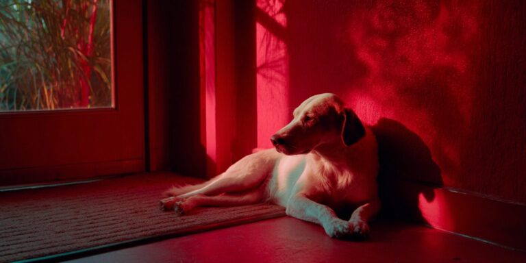 Dog in room with red light