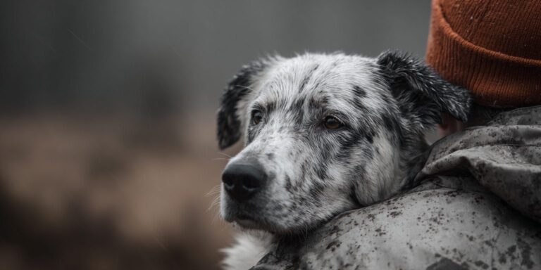 Senior Dog Looking Over Someone's Shoulder